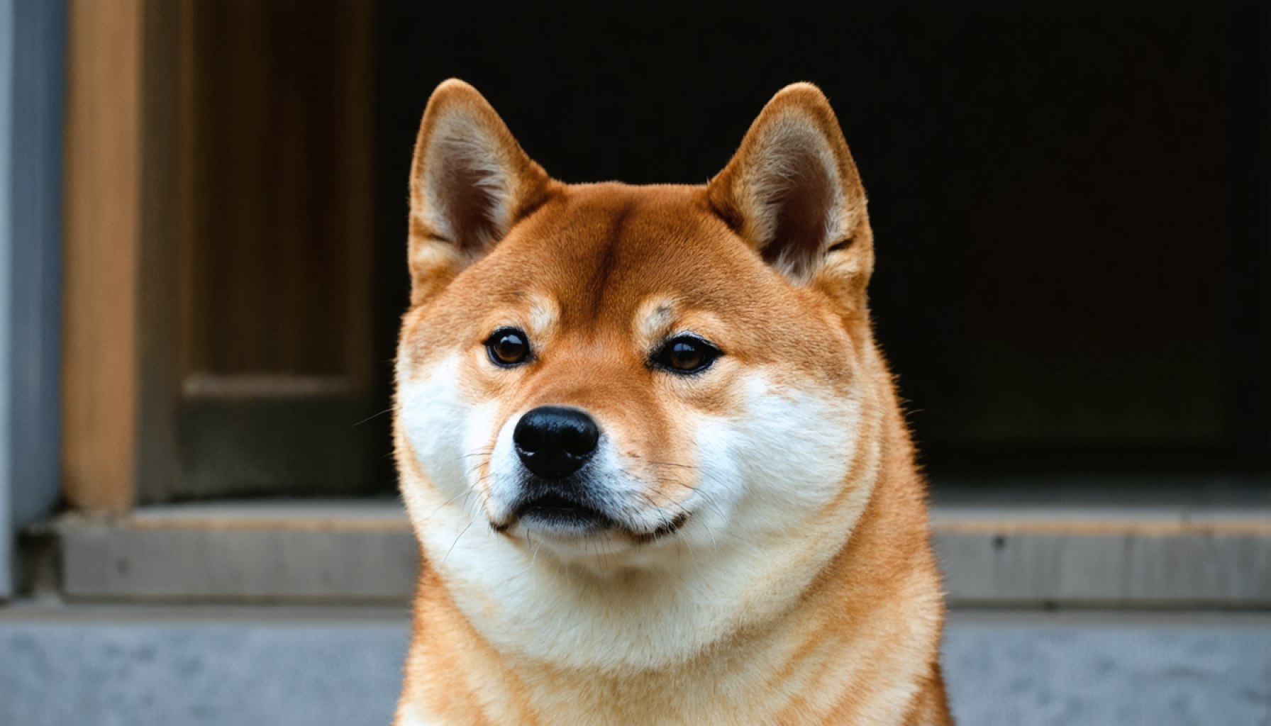 The Astonishing Rise of Shiba Inu: From Meme Coin to Finance Trailblazer